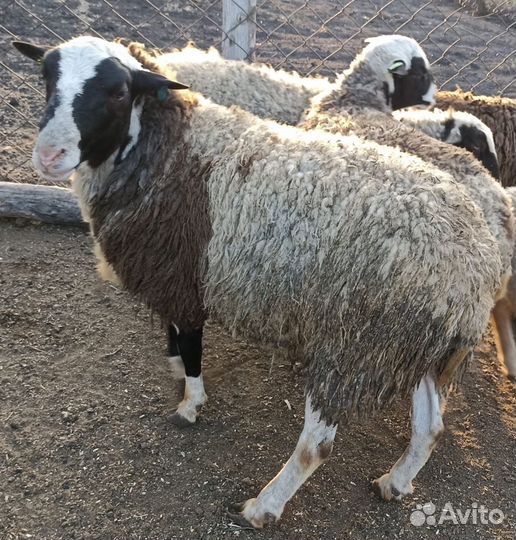 Баран на племя