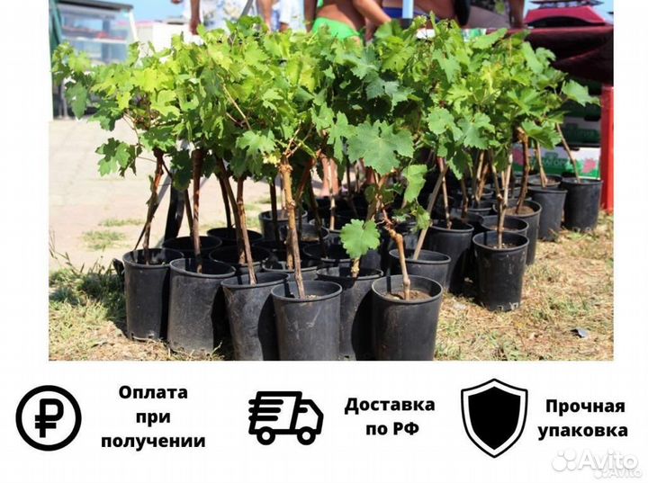 Саженцы винограда