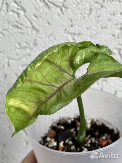 Сингониум Орм тонг вариегатный