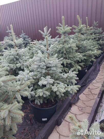 Ель голубая в горшке