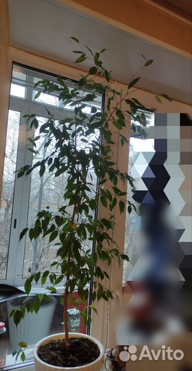 Фикус Бенджамина большой