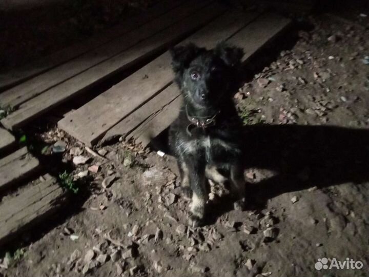 Сбачка