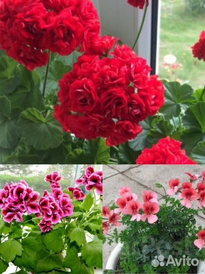 Сортовые пеларгонии