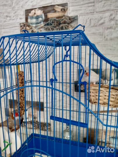 Птицы амадины