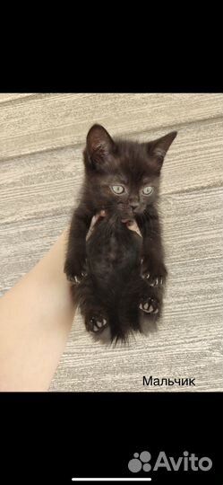 Кошка в дар бесплатно