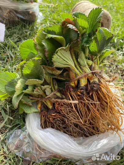 Рассада клубники Альба, Черный Принц