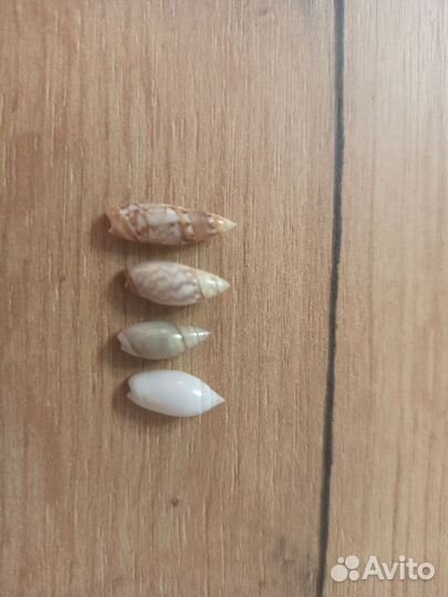 Морская раковина