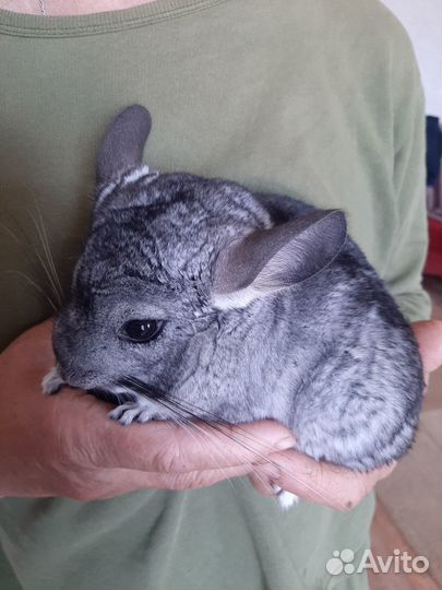 Продам шиншиллу с клеткой