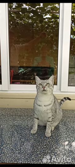 Египетская мау