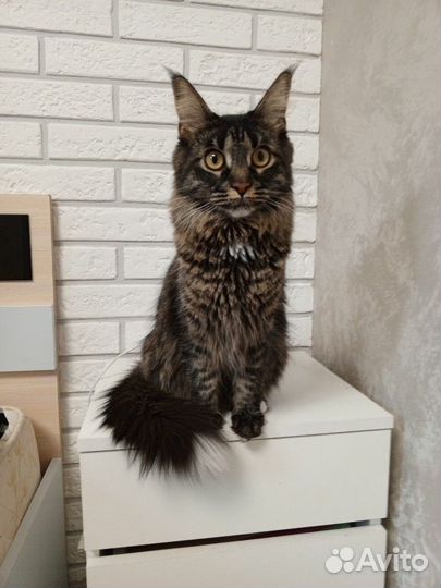 Кошка мейкун