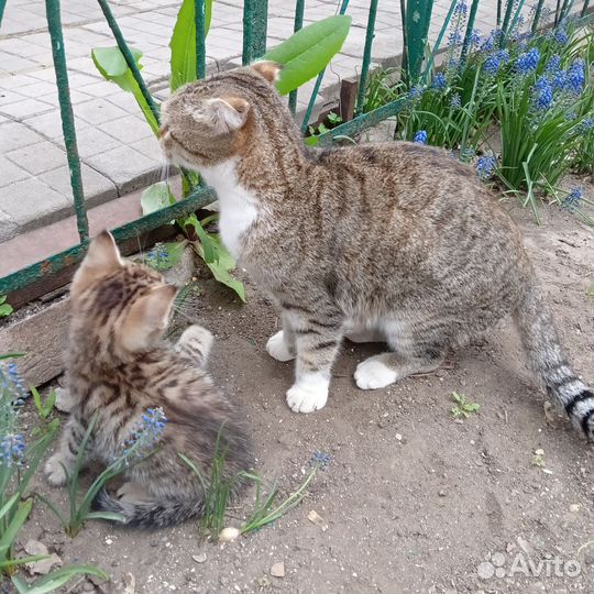 Два кота 2 месяца, отдам