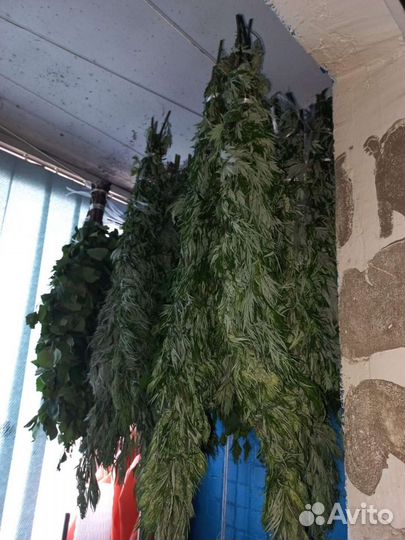 Полынь в пучках