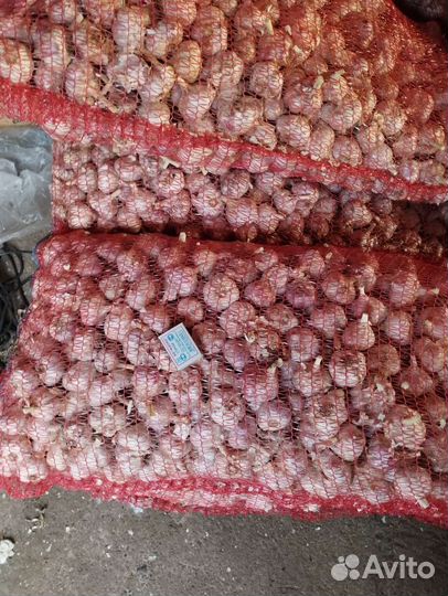 Чеснок любаша