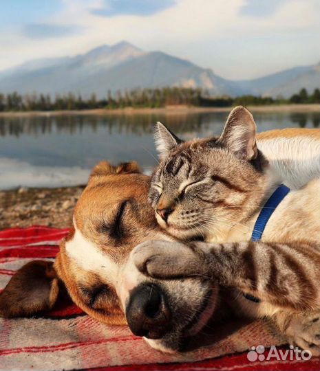 Уход за домашними животными