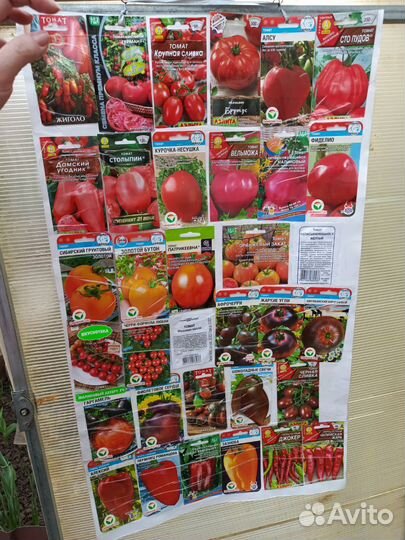 Рассада помидор и огурцов