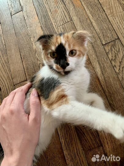 Шотланский котенок