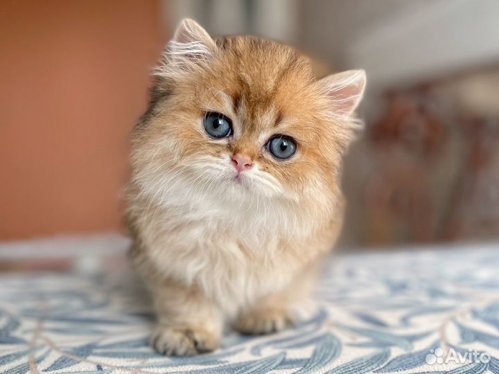 Котята золотая шиншилла