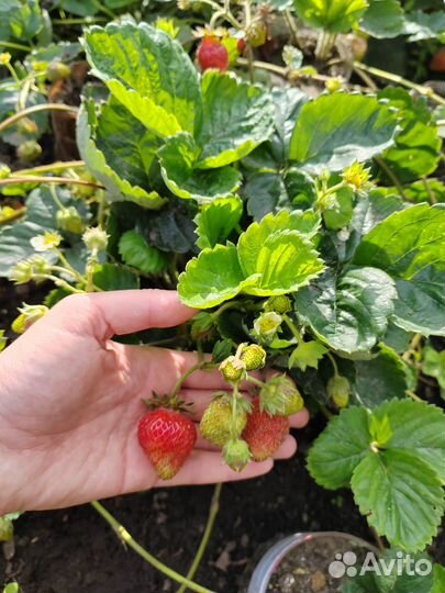 Клубника ремонтантная