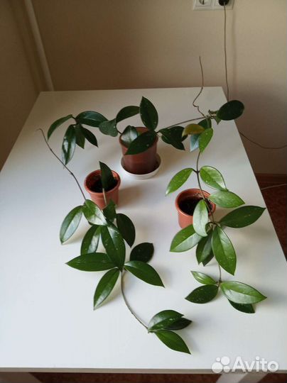 Хойя карноза, восковой плющ