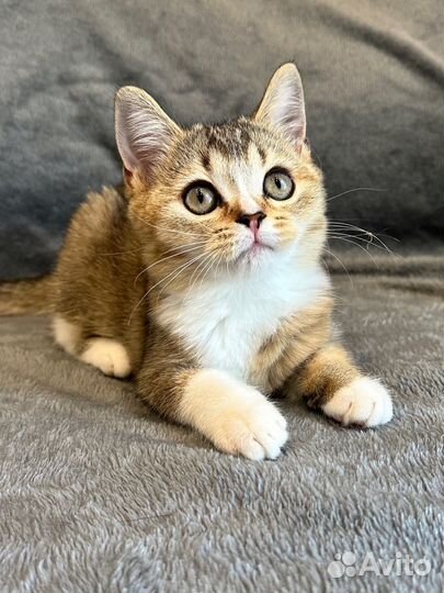 Шотландская