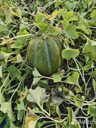 Дыня эфиопка