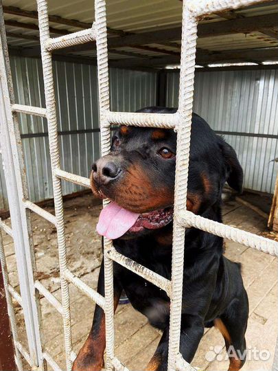 Вязка ротвейлера