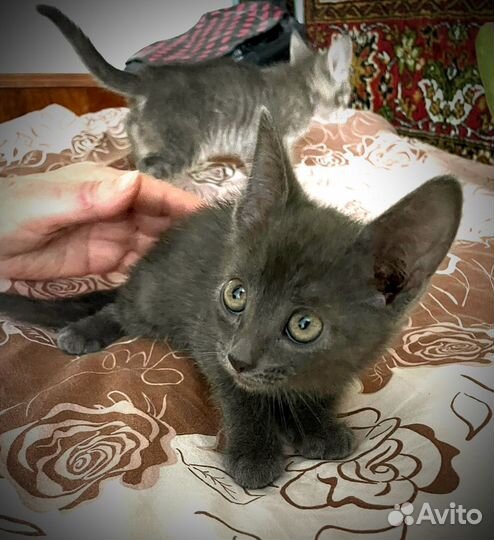 Кошка-мама и её малыши