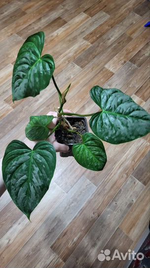 Филодендрон Маджестик