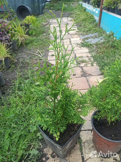 Туя западная смарагд