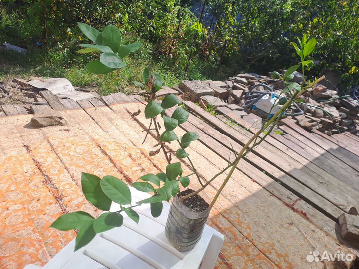 Лимон абхазский Майер