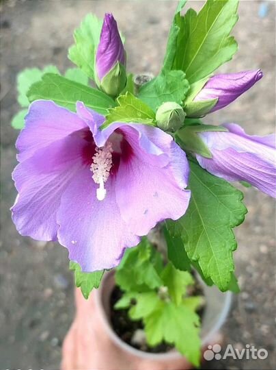 Гибискус сирийский садовый