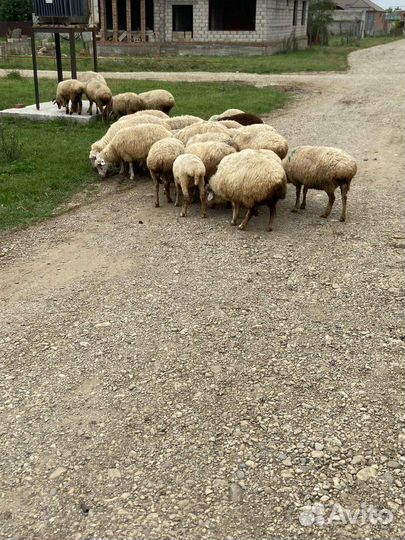 Овцы бараны