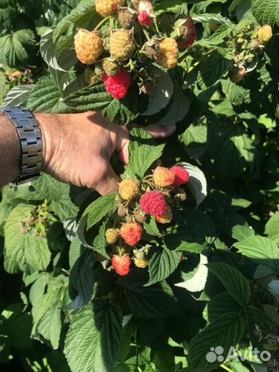 Саженцы ремонтантной малины Геракл