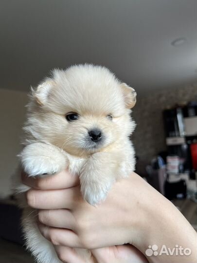 Щенки шпица