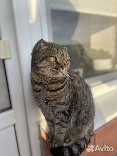 Британский кот бесплатно