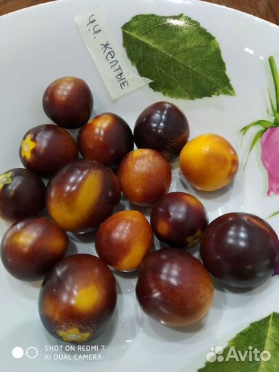 Рассада помидор