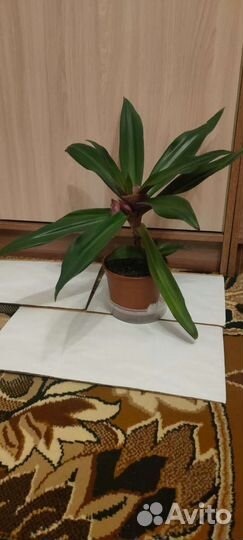 Традесканция покрывальчатая (рео)