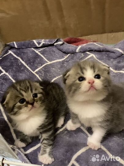 Вязка Шотландский котик приглашает кошечек