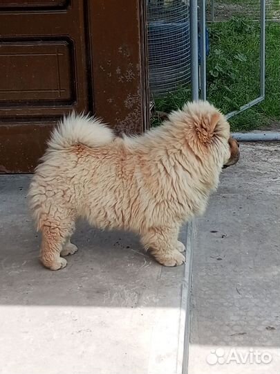 Чау-чау девочка