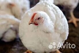 Куры бройлеры тушки мясо