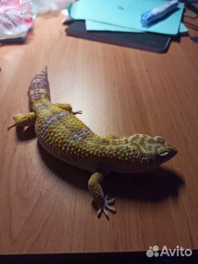 Геккон эублефар