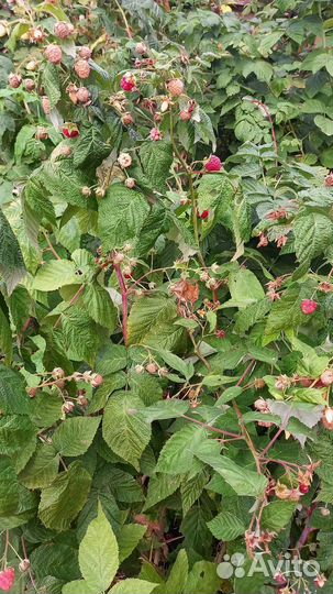 Малина,крыжовник, ежевика, каштан, алоэ