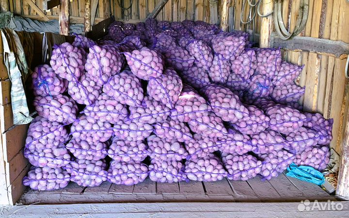 Картофель оптом от 3 т