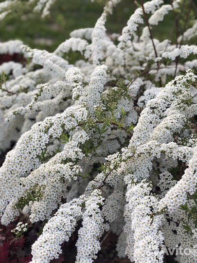 Спирея серая грефшейм черенки