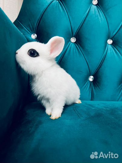 Мини кролики элитные карликовые декоративные
