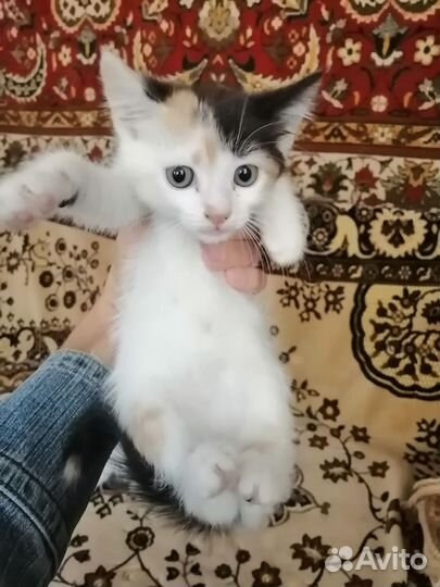 Отдам котят в заботливые руки