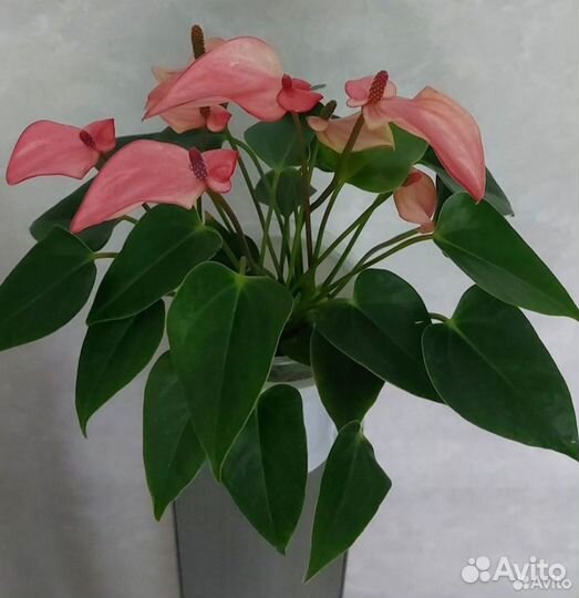 Антуриум Матата (бесплатная доставка в др.гор.)