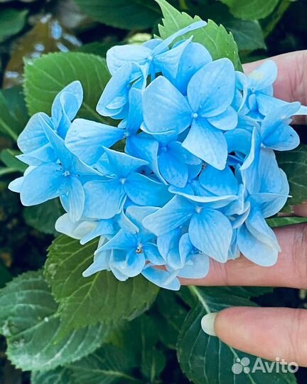 Декоративные растения оптом, гортензия