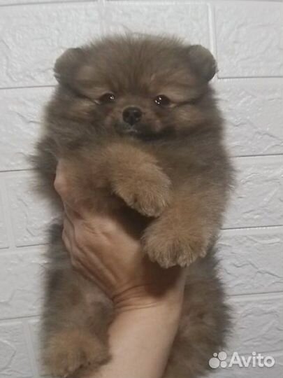 Толстолапый пушистик