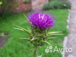 Витекс священный, элеутерококк, расторопша